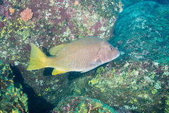 Lutjanus argentiventris