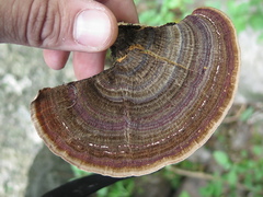 Hexagonia papyracea
