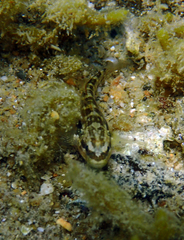Stanulus talboti