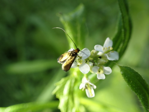 Cauchas rufimitrella