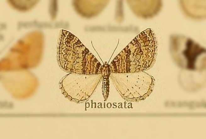 Colostygia phaiosata