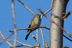 Passer domesticus