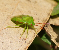 Acanthosomatidae