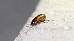 Phyllophaga futilis