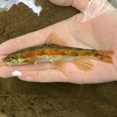 Torrent Sucker photo 3