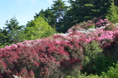 Ericeae