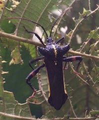 Acocopus