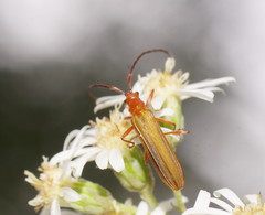 Stenoderus concolor