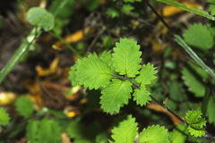 Acaena juvenca