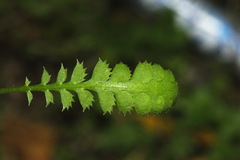 Leptinella squalida squalida