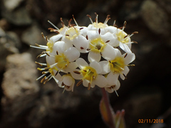 Myosotis monroi