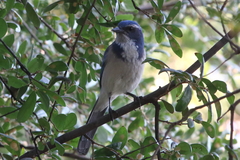 Aphelocoma californica