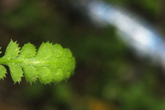 Leptinella squalida squalida