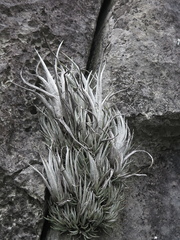 Tillandsia karwinskyana