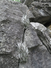 Tillandsia karwinskyana