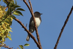 Sayornis nigricans