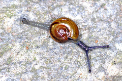 Bekkochlamys