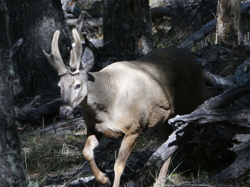 Patagonian Huemul