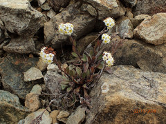 Myosotis monroi