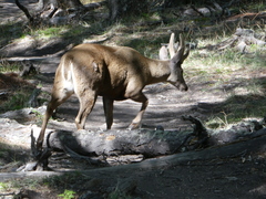 Hippocamelus bisulcus