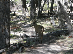 Hippocamelus bisulcus