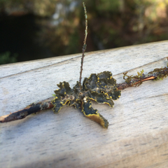 Pseudocyphellaria citrina