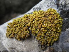 Xanthopsorella texana