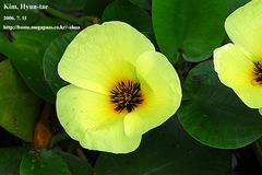 Hydrocleys nymphoides