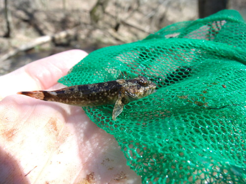 Cottus immaculatus