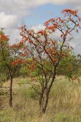Erythrina vespertilio