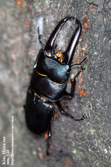 Serrognathus titanus castanicolor