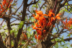 Erythrina vespertilio