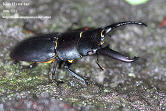 Serrognathus titanus castanicolor