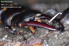 Serrognathus titanus castanicolor