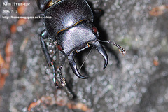 Dorcus rectus rectus