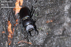 Dorcus rectus rectus