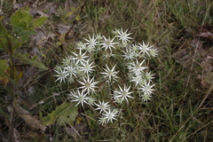 Eryngium heterophyllum