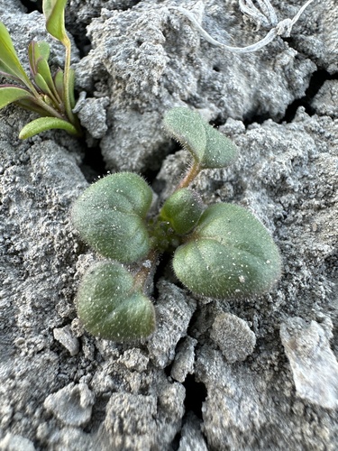 Image of Phacelia demissa by (c) Matt Berger, some rights reserved (CC BY)