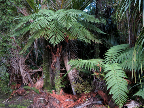 Dicksonia squarrosa