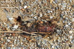 Tetramorium tsushimae