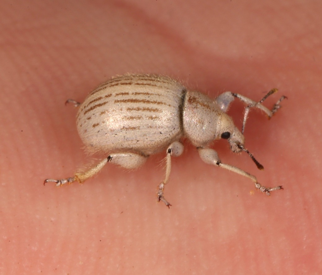 Kelso Dunes Weevil