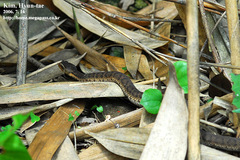 Gloydius ussuriensis