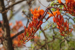 Erythrina vespertilio