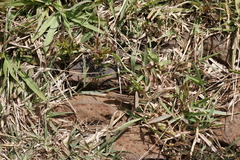 Sceloporus unicanthalis