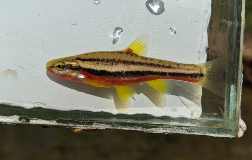 Southern Redbelly Dace