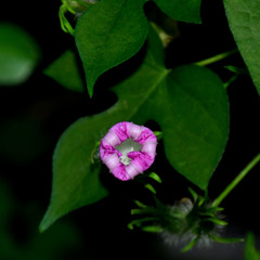 Ipomoea hederacea