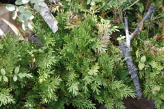 Selaginella lepidophylla