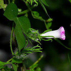 Ipomoea hederacea