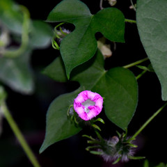 Ipomoea hederacea