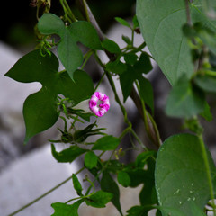 Ipomoea hederacea